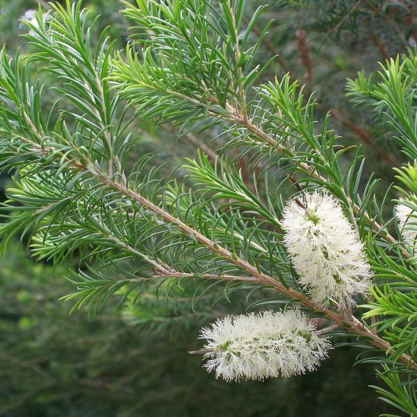 Melaleucas para sebes 25/30 cm2,40€