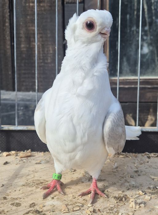 Mewka/ Mewki polskie