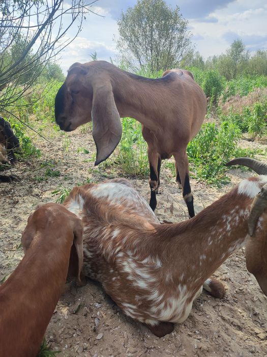 Коза нубийская первокотка