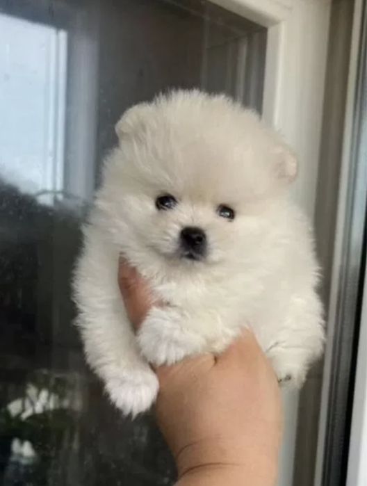 Spitz alemao excelente menino