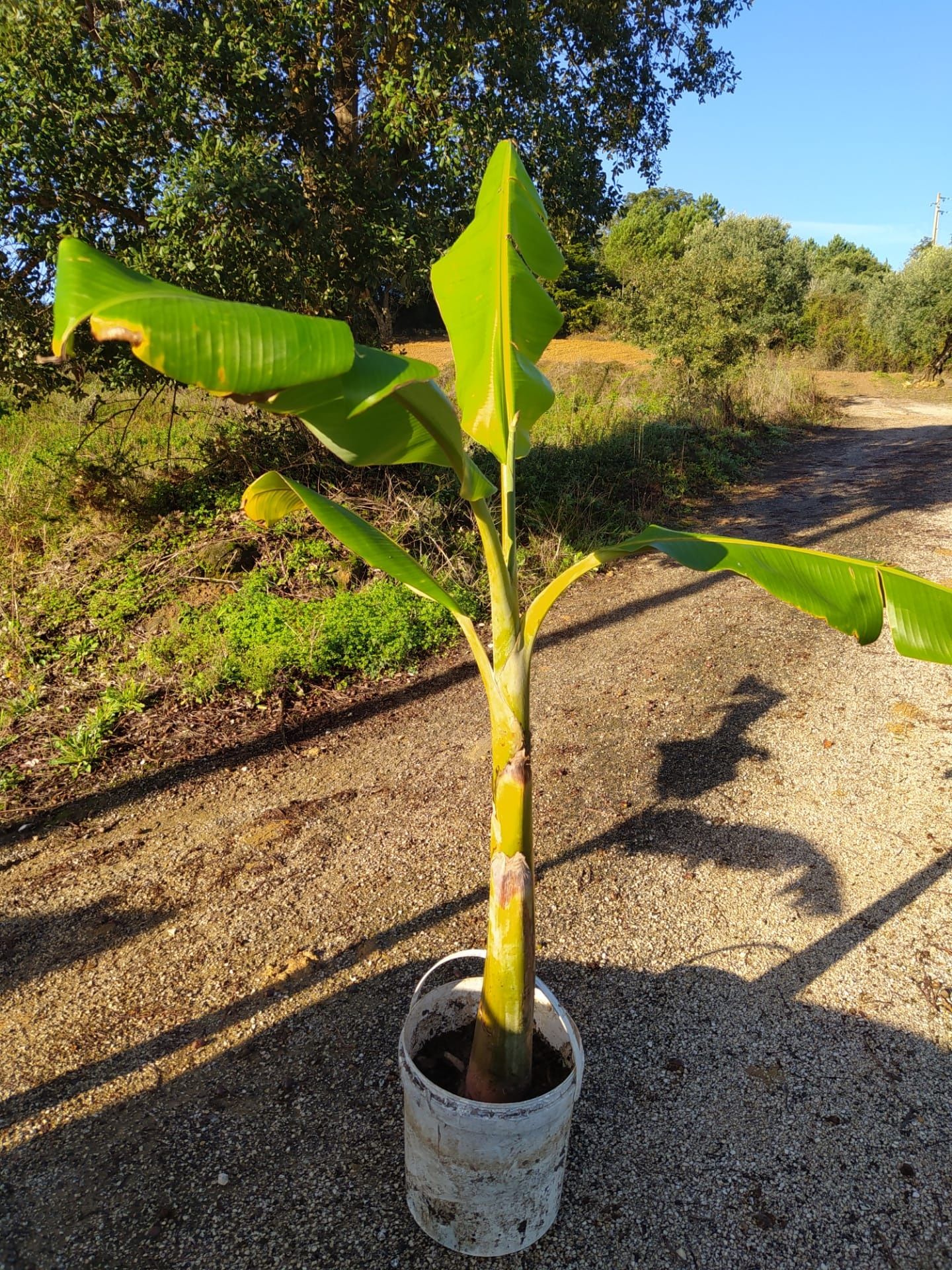 Bananeiras vários tamanhos