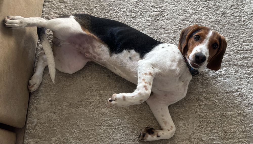 Отдам бигля мальчика