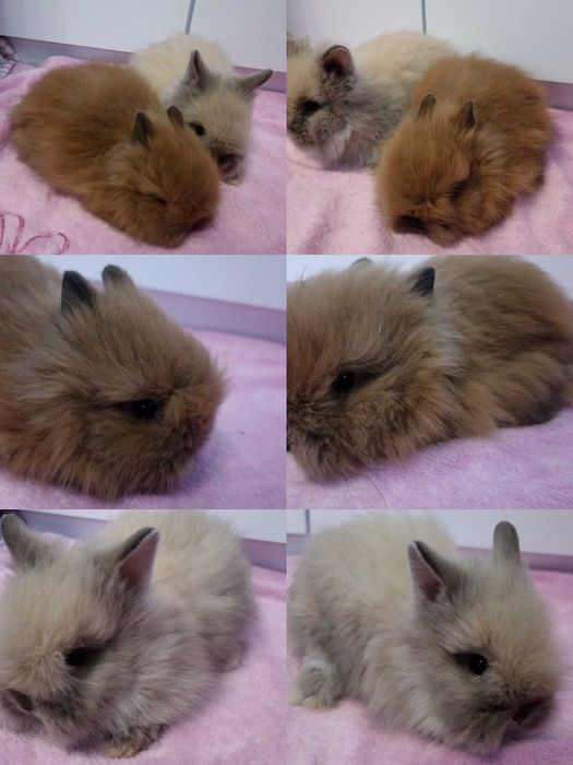 Królik Karzełek Teddy królik Miniaturka gotowe do odbioru króliczki