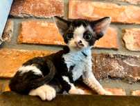 Dziewczynka Devon Rex - typ wystawowy - rewelacyjny rodowod