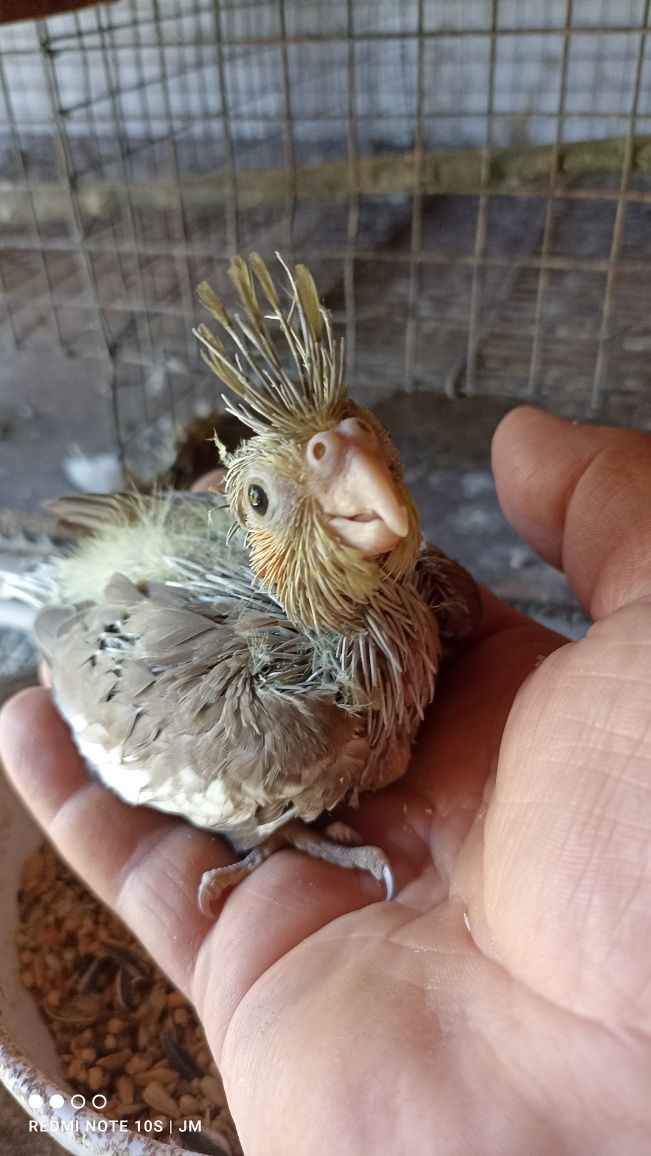 Caturras (calopsitas) bebés para criar à mão