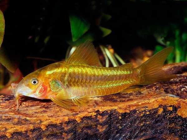 Kirys GOLD LASER - Corydoras CW 010 - ODŁÓW - WF - dowóz, wysyłka