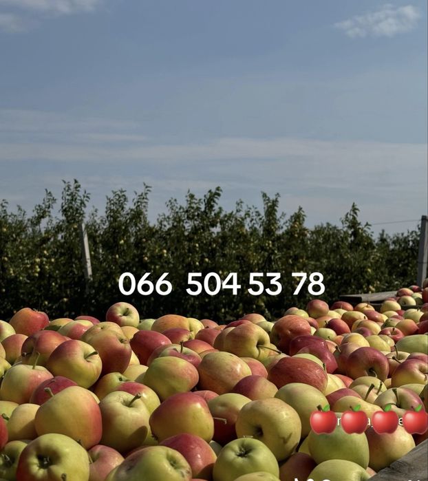 Продам яблука оптом 2сорт