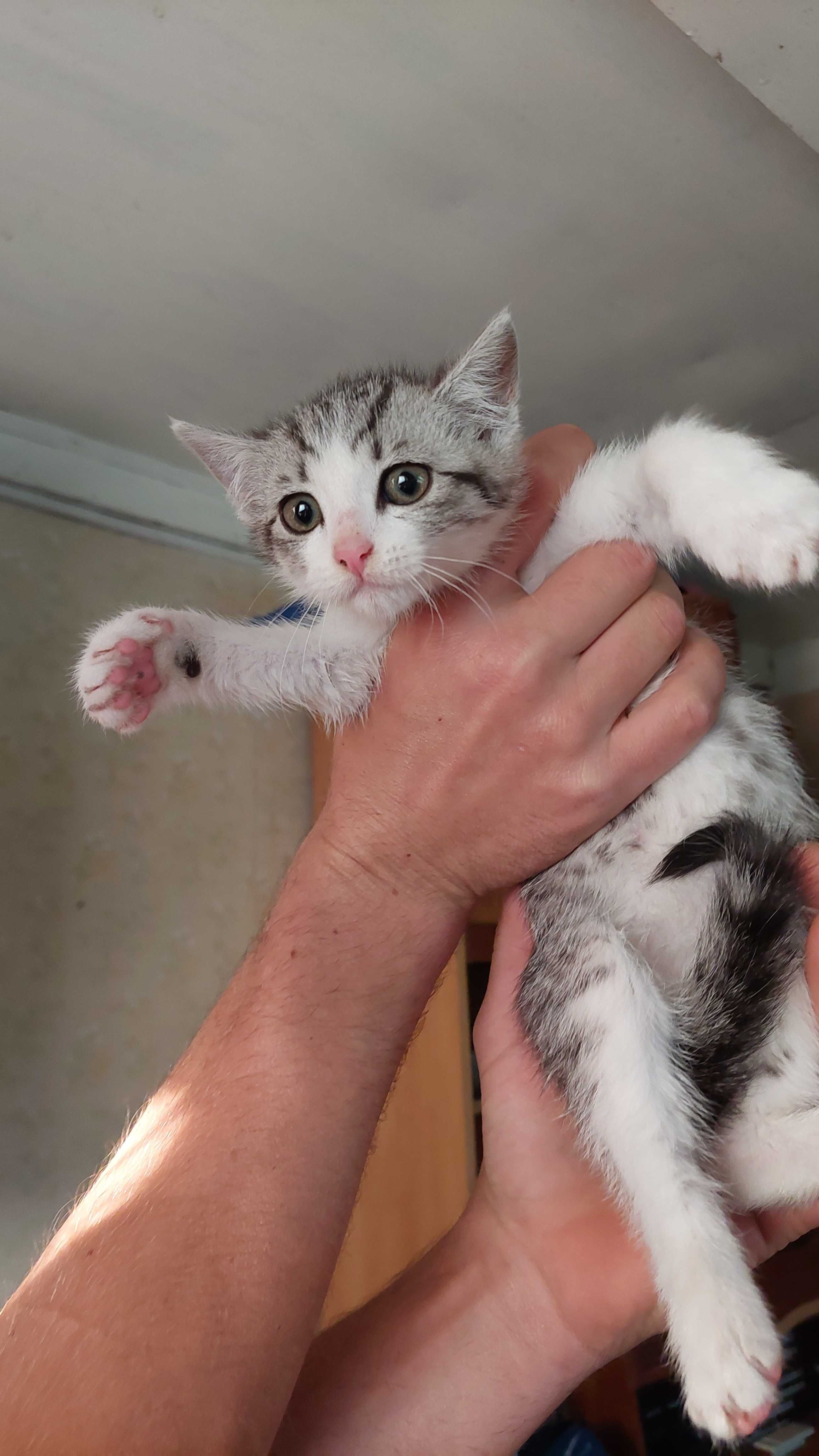 Sreberka do adopcji!