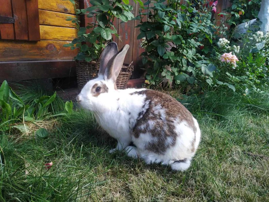 Гарні та домашні Кролики