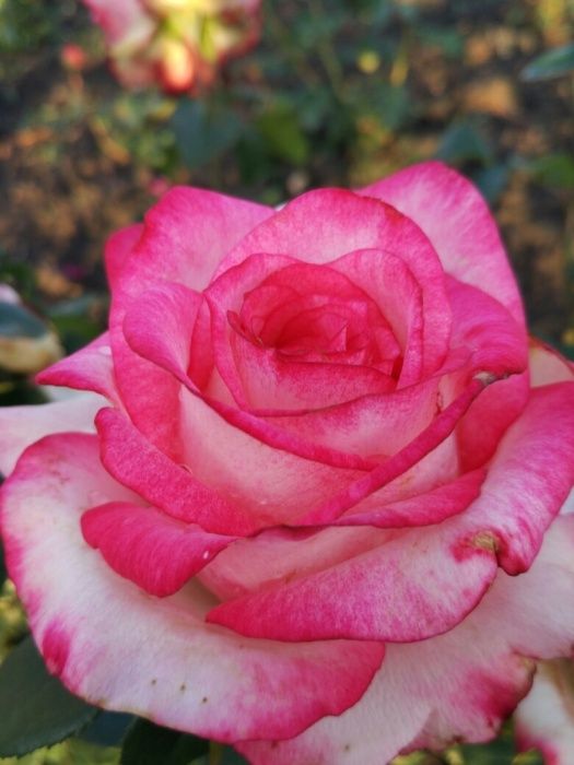 Продаю саженцы роз, кусты роз чаиногибридные ,спрей ,вьющиися