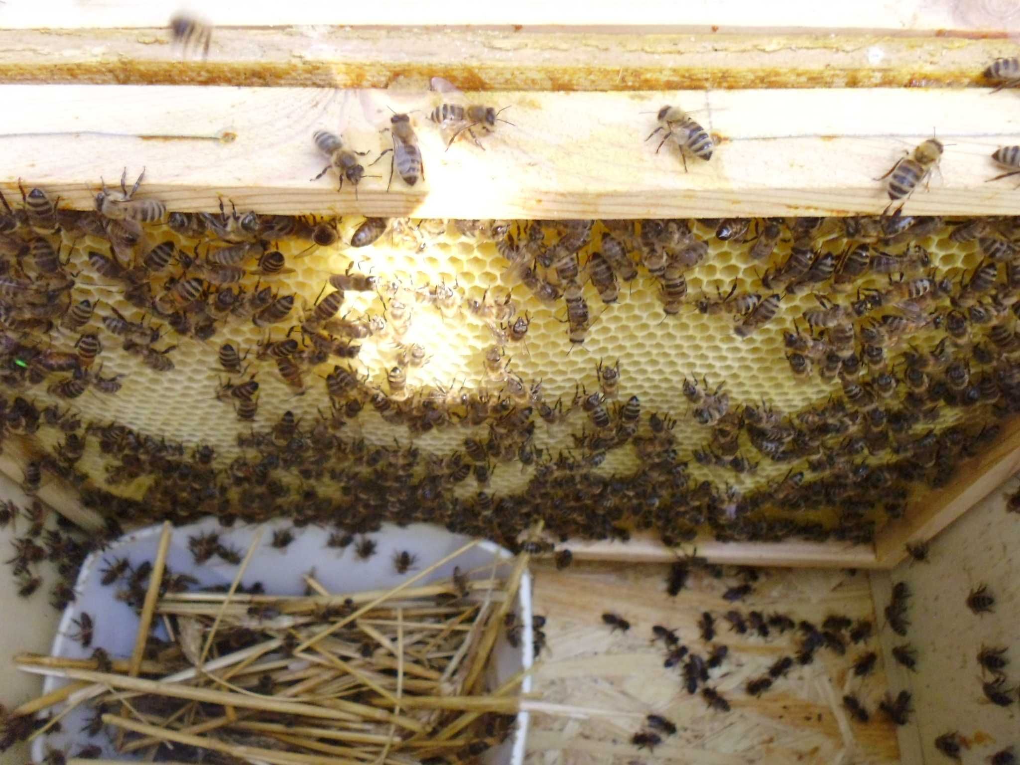 zdrowe pszczoły ul ule wielkopolski miód pasieka rodziny odklady