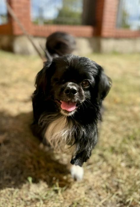 Piękny Bruno w typie pekińczyka szuka domu