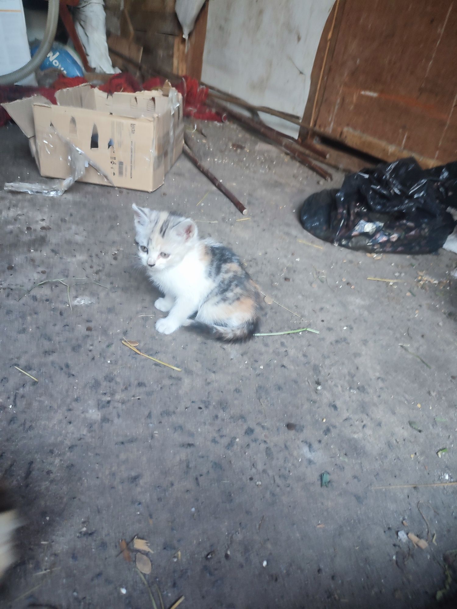 Кошенята в добрі руки