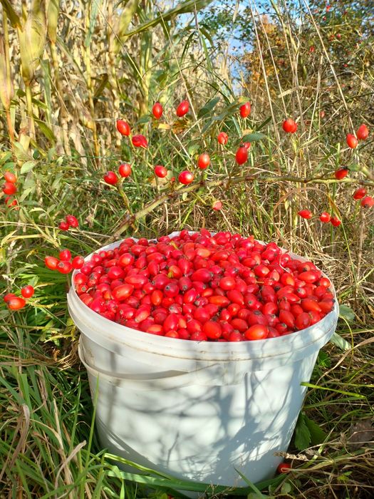 5 kg dzika róża świeża