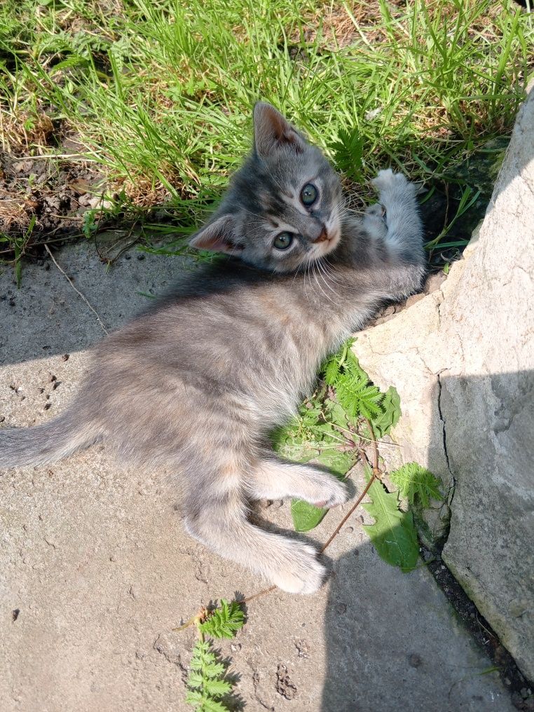 Маленьке кошеня, дівчинка