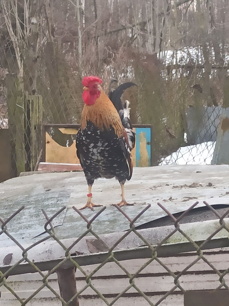 Jajka lęgowe liliputków