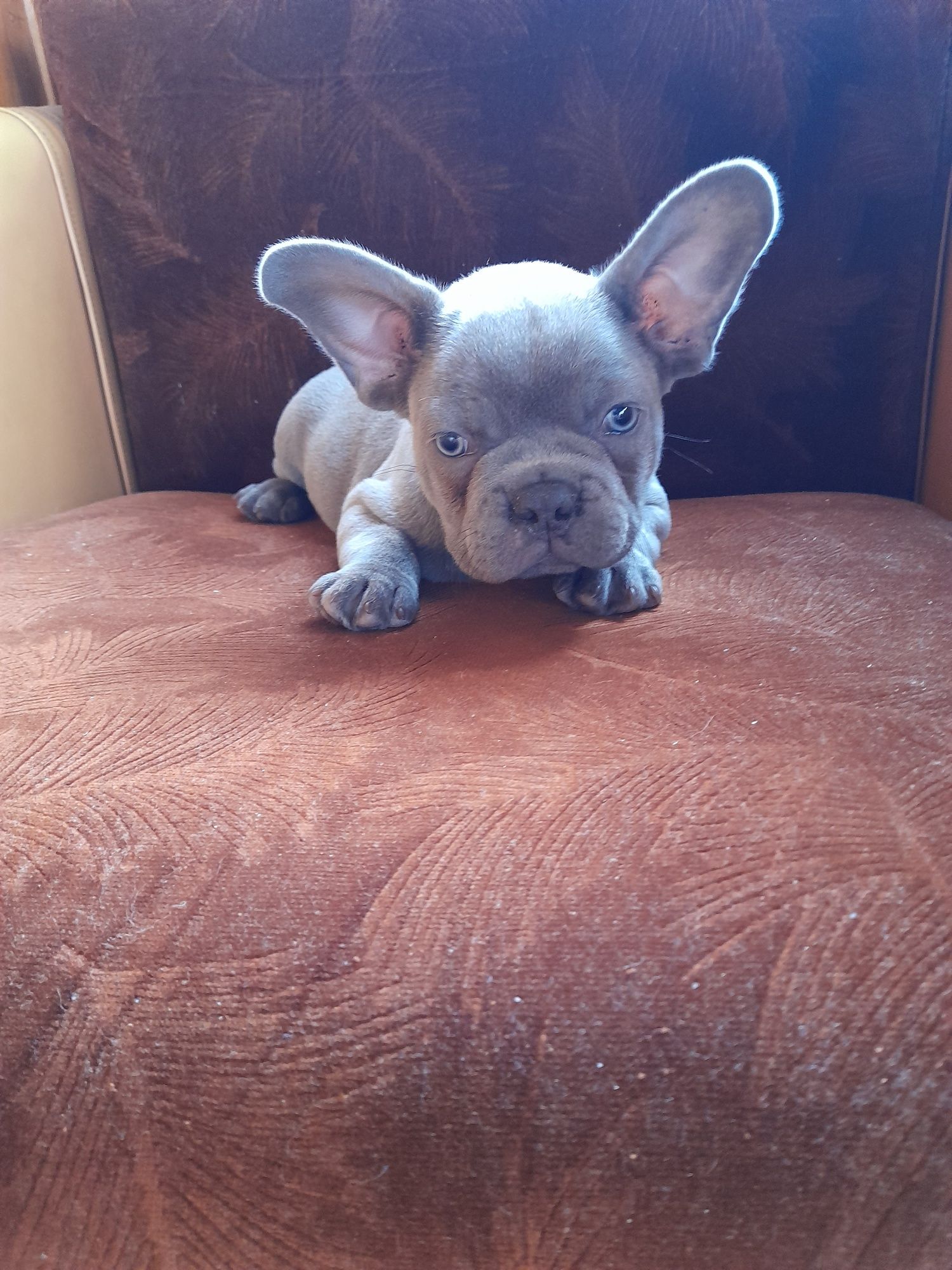 Buldog francuski piesek