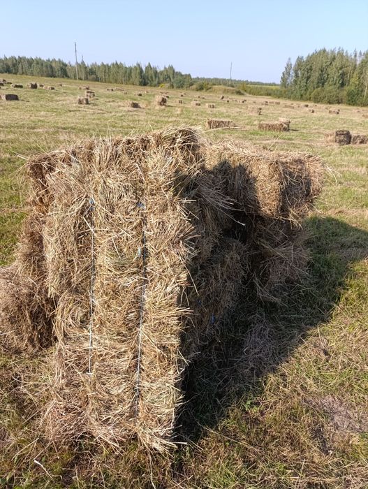 Продам сіно в тьюках