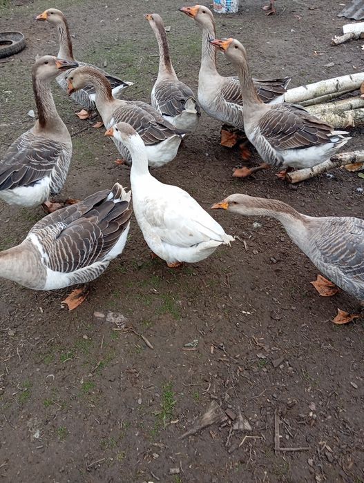 Продають  домашні гуси.