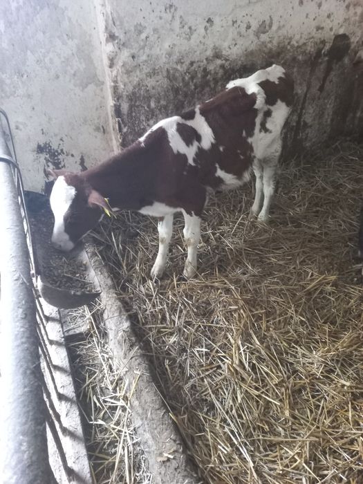 Sprzedam byczki żarłaki