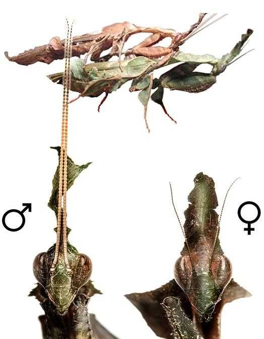 Modliszki Phyllocrania Paradoxa L2