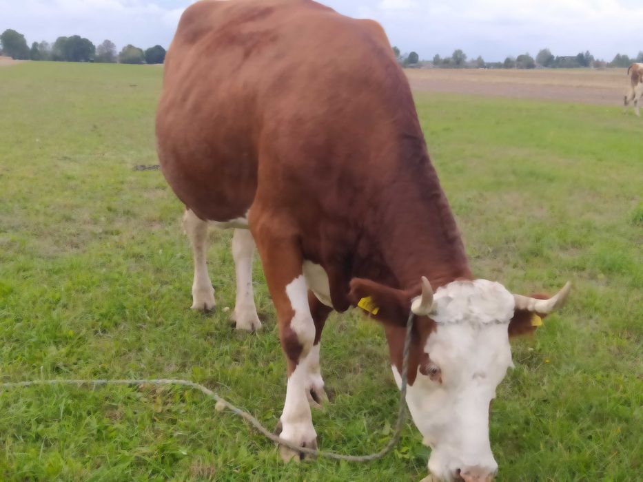 krowa simental mleczny na ocieleniu
