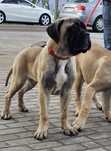 Bullmastiff 6 miesięcy cena ostateczna fci zkwp doskonały rodowód