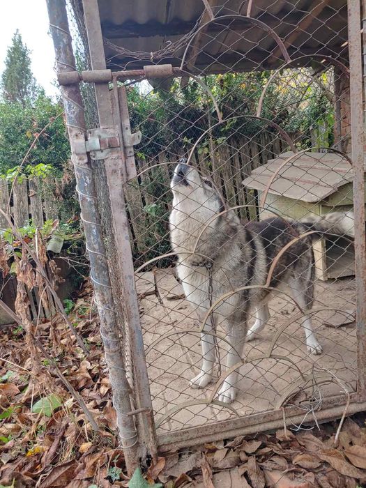 Знайдено собаку, шукаю власника