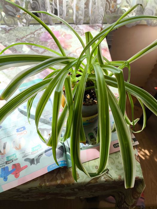 Хлорофітум кімнатна рослина