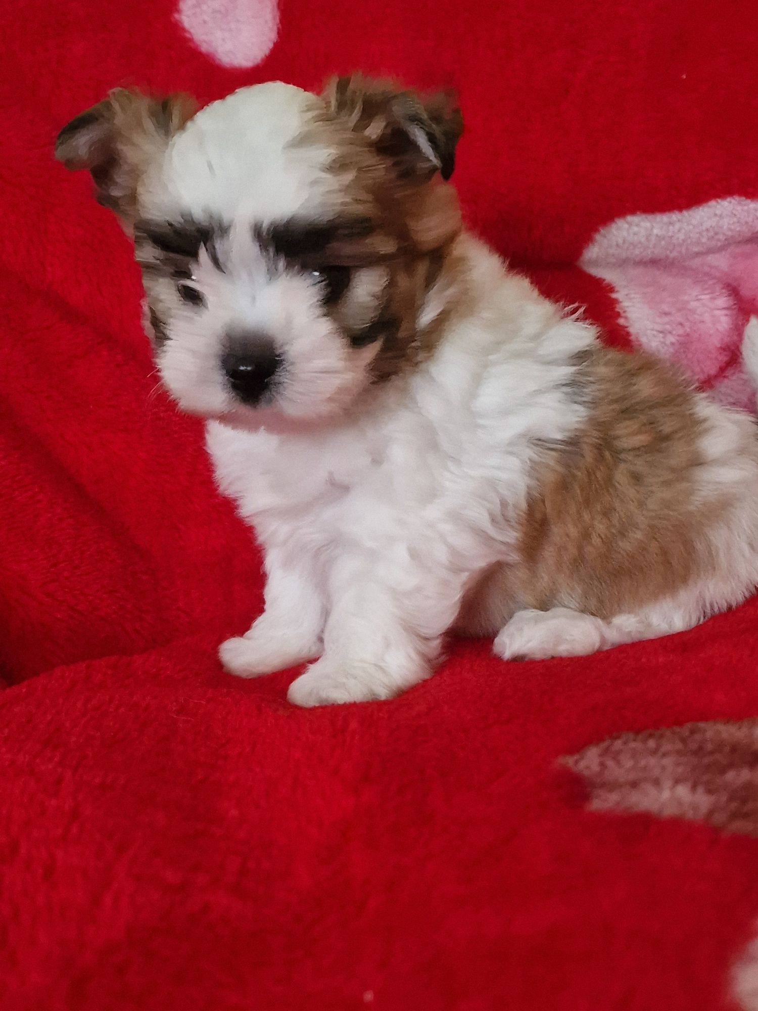 Yorkshire Terrier/York white ocean pearl,samczyk,przepiękny
