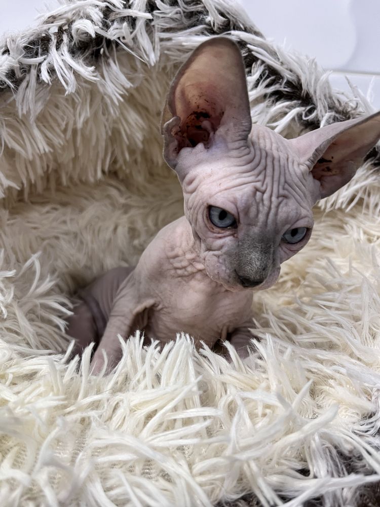 Macho sphynx cor lilac com 2 meses