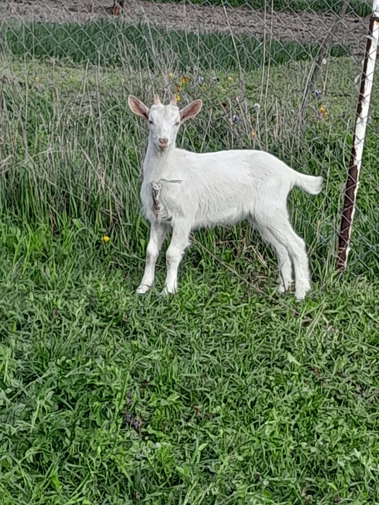 Продам чистокровного козлика