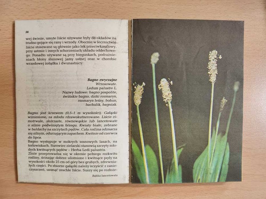 Zioła  K. Mikołajczyk, A. Wierzbicki