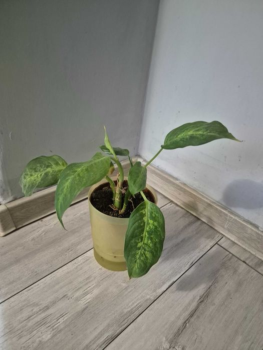 Diffenbachia kwiat