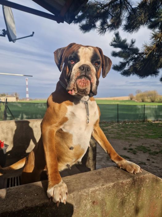 Piękny piesek rasy bokser Gotowy do zmiany domu