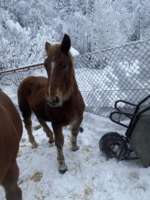 Źrebak zimnokrwisty