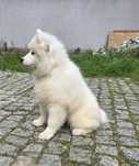 Samoyed suczka ZKwP gotowa do odbioru