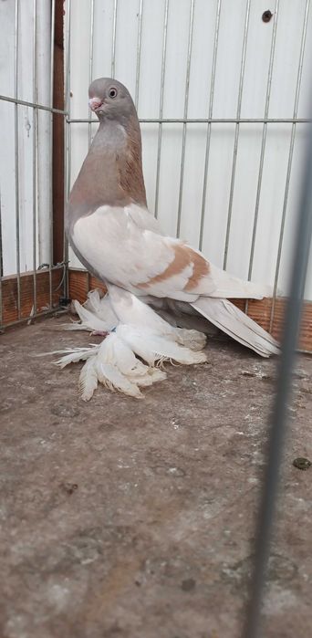 Gołebie ozdobne blauwindry samica