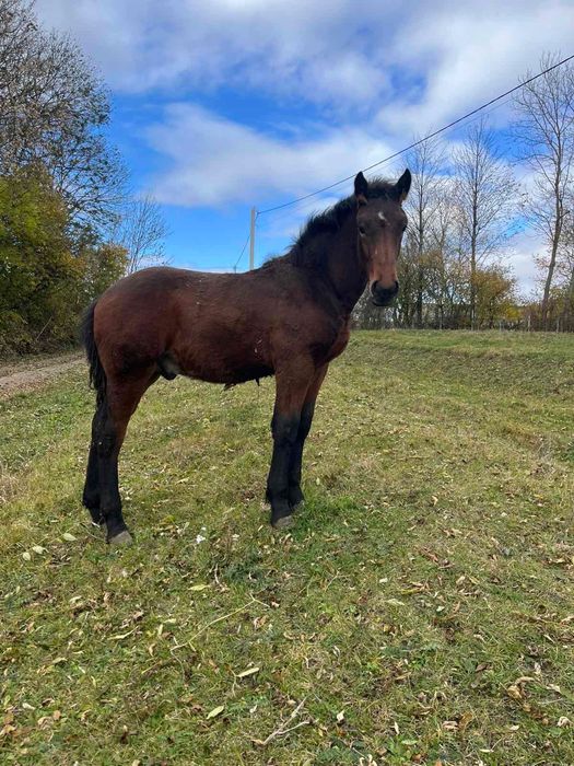 Продається жеребчик по Хілтону