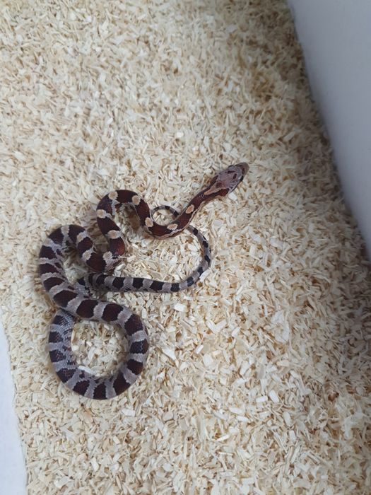Młode węże zbożowe ładnie wybarwine anerystic wąż do terrarium snake