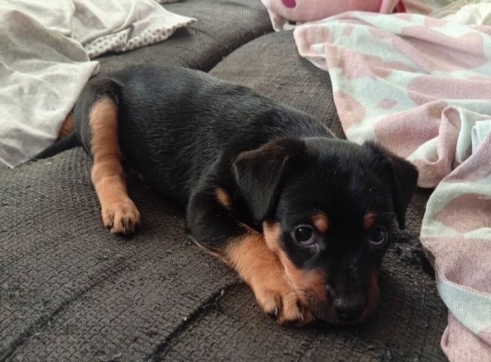 Suczka sunia oddam za darmo