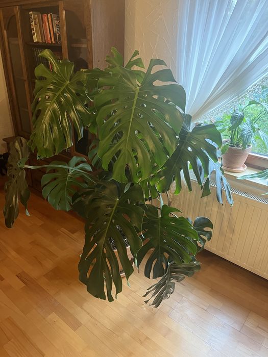 Kwiat monstera deliciosa ok.150cm