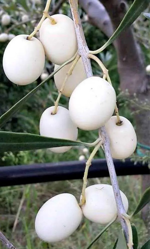 Raro OLIVEIRAS AZEITONA BRANCA - Portes grátis