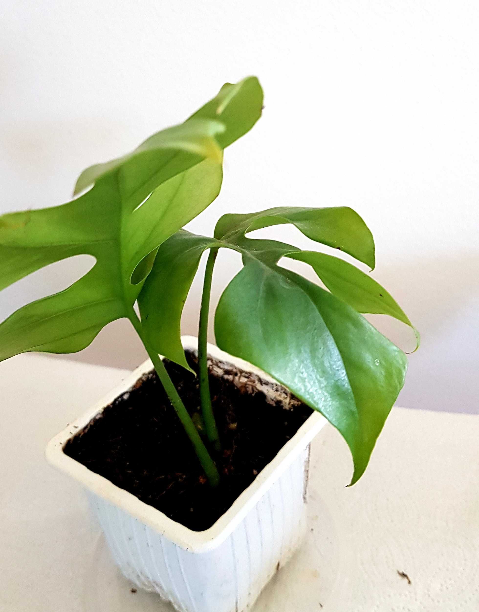 Monstera MINIMA rhaphidophora tetrasperma 2w1