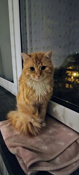 Rudy sympatyczny kocurek