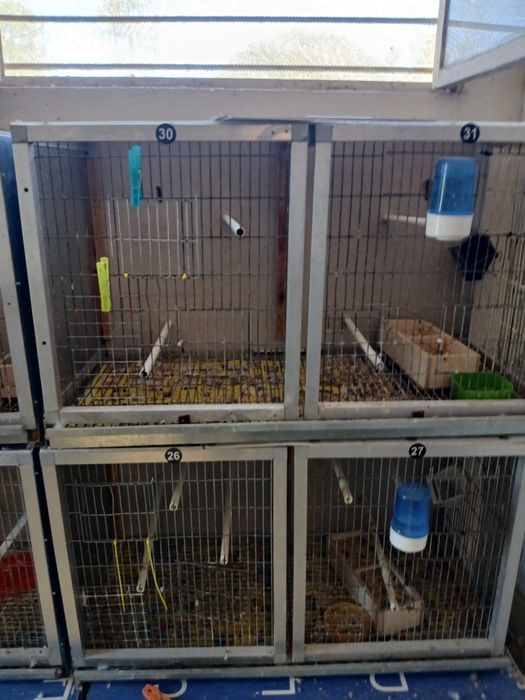 Vende-se 2 casais de pyrruas e várias gaiolas