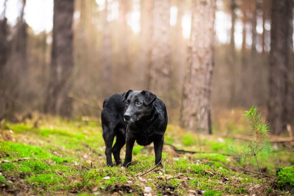 Ralf – elegancki dżentelmen w czerni, który czeka na swojego człowieka