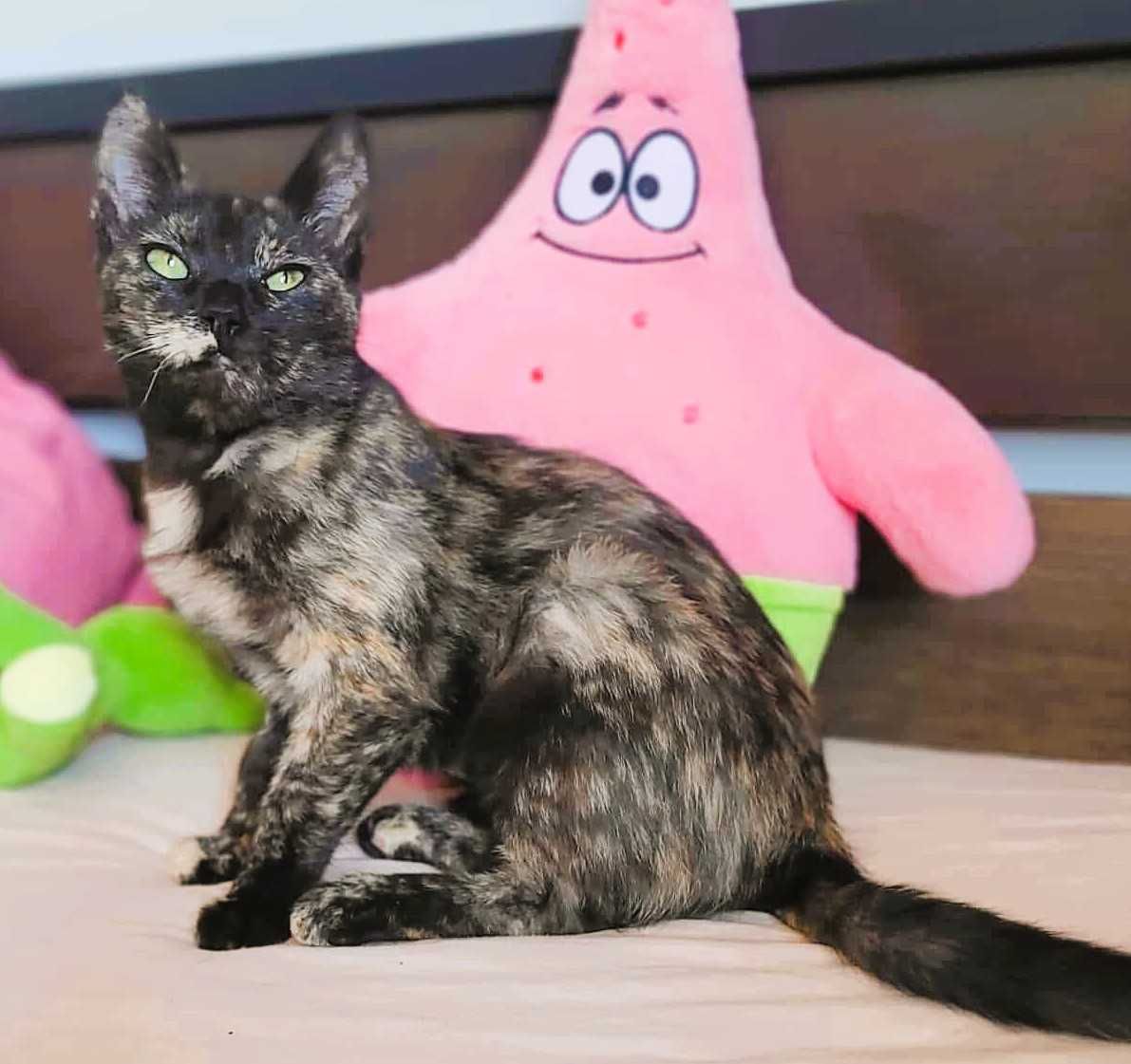 PLAMKA - piękna, szylkretowa koteczka do adopcji