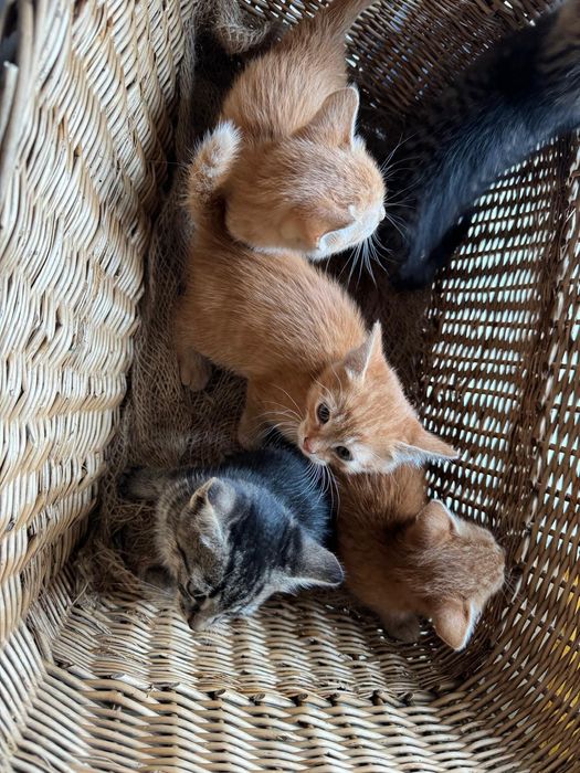 Oddam kocurka w dobre ręce