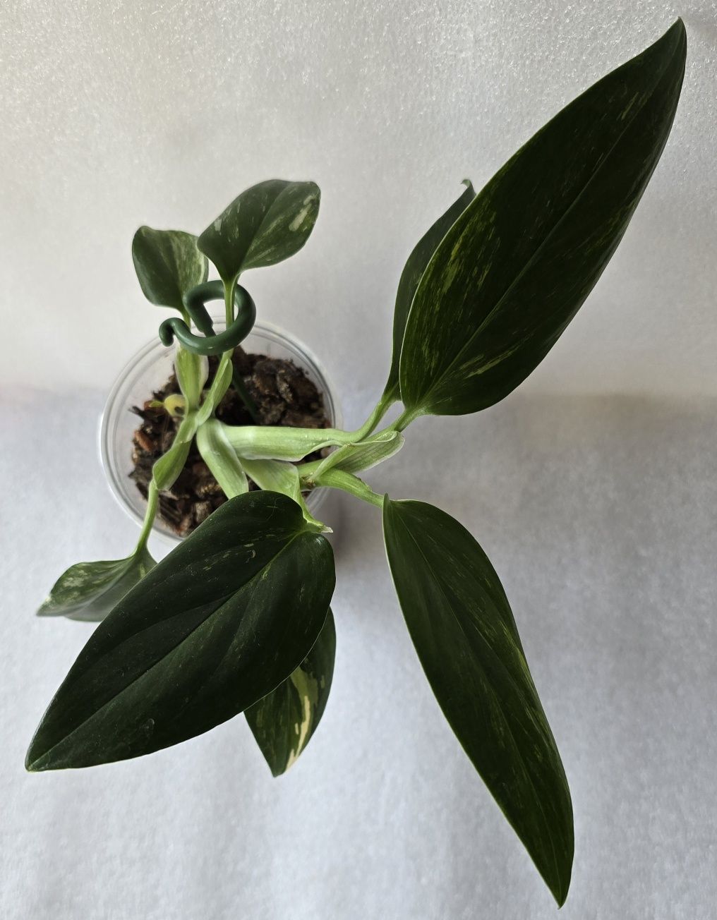 Monstera Standleyana Variegata Philodendron Cobra